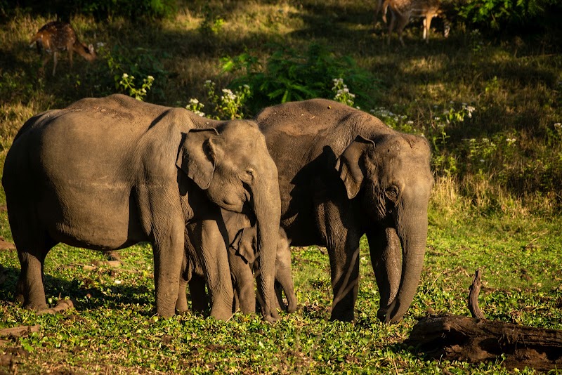 Nagarahole Tiger Reserve - Nagarahole Tiger Reserve, Karnataka, India