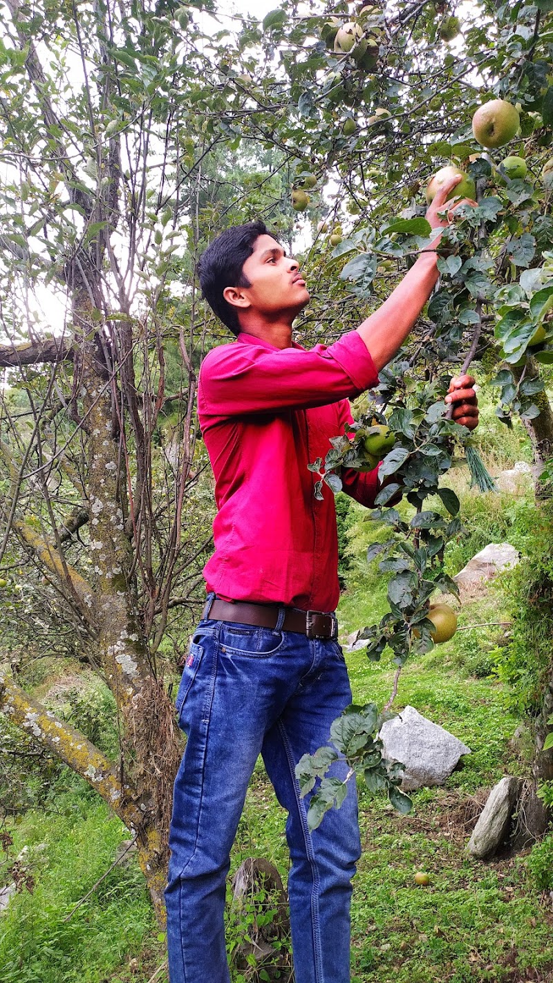 Om Shiva River Touch Madras Cafe - Om Shiva River Touch Madras Cafe Q5GV+98F, Mandi, Aut, Himachal Pradesh 175121, India