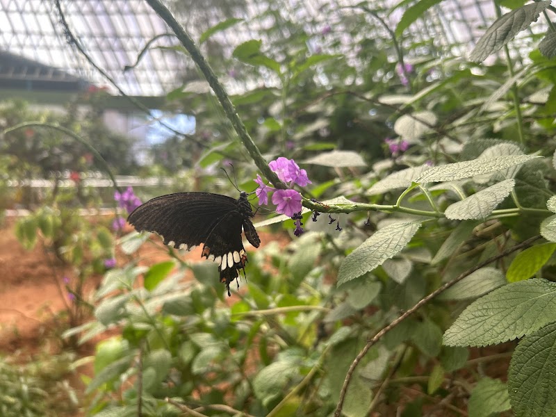 Butterfly Park - Butterfly Park Inside Bannerughatta Biological Park, QHWG+CHF, Bannerughatta, Byrappanahalli, Karnataka 560083, India