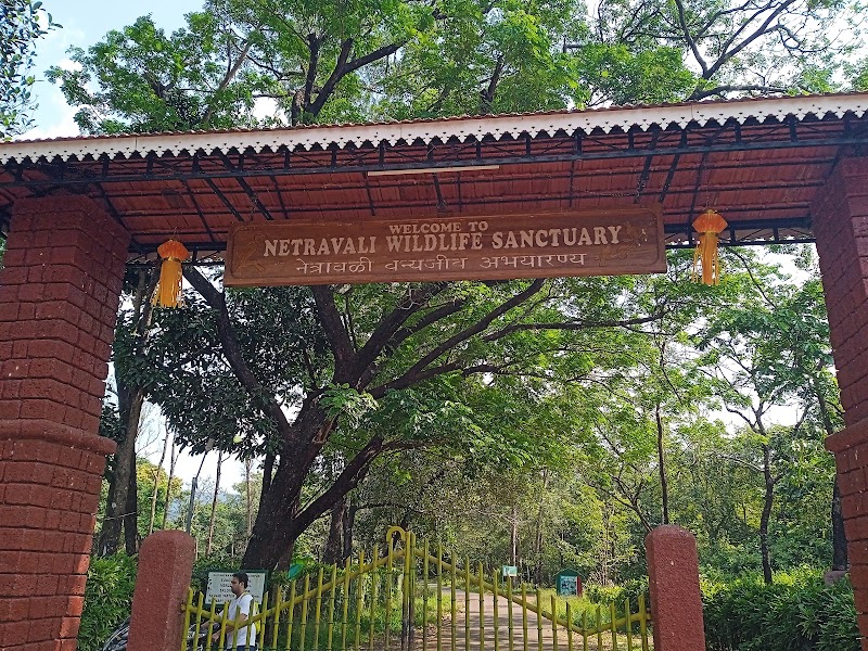 Netravali Wildlife Sanctuary Goa - Netravali Wildlife Sanctuary Goa 36MJ+FR7, Unnamed Road, Neturlim, Goa 403704, India