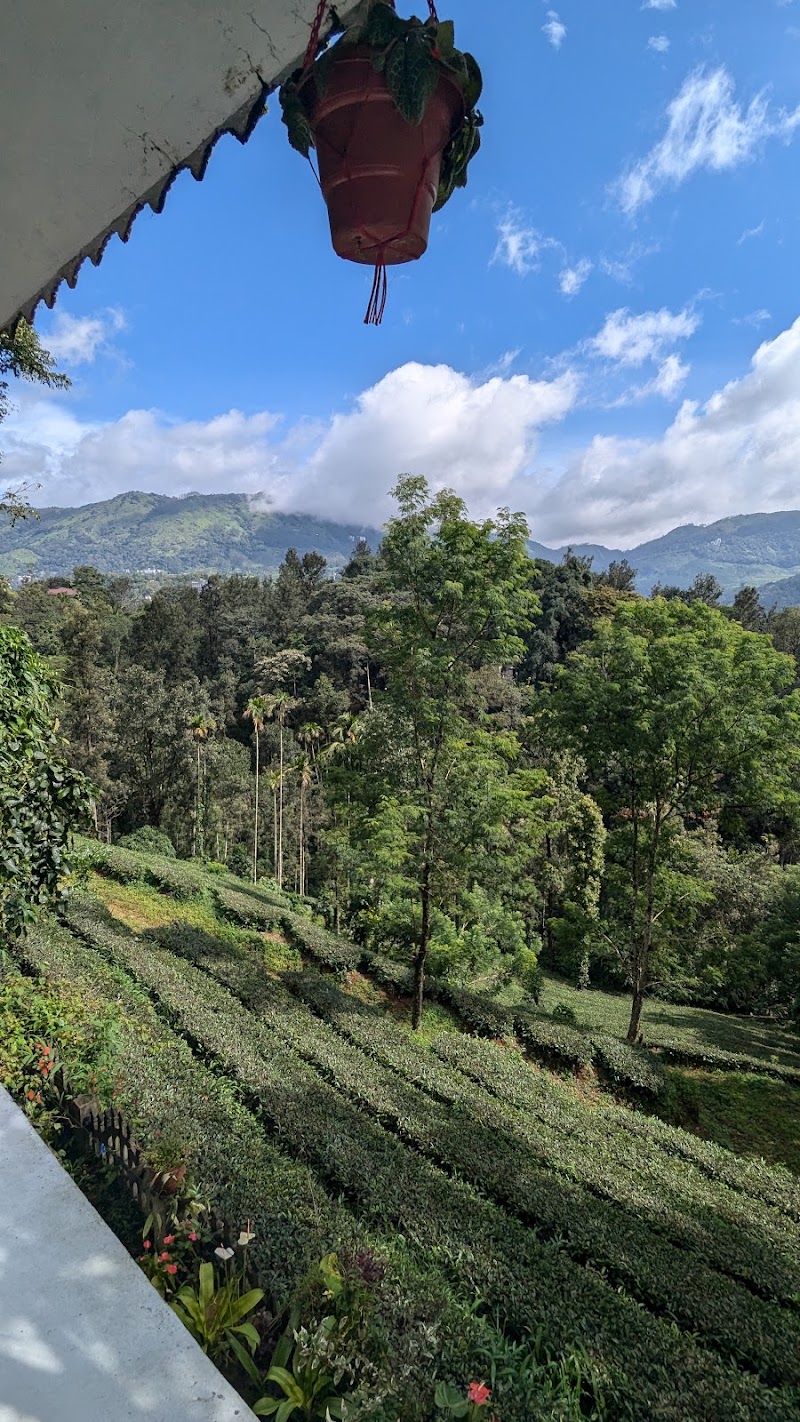 Green Tea View