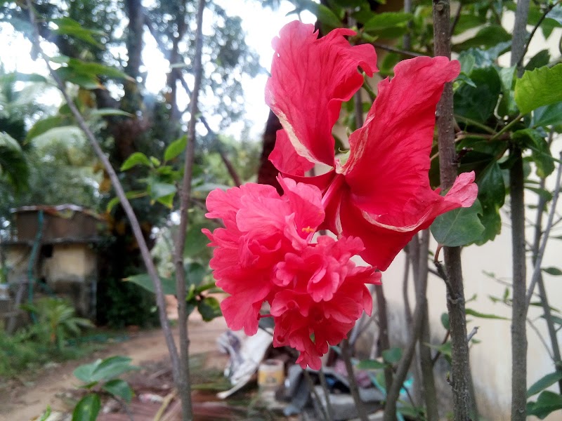 Manasa Residency - Manasa Residency, Ambalpady, 8PQG+23P, kidiyoor, Ambalapadi, Karnataka 576103, India
