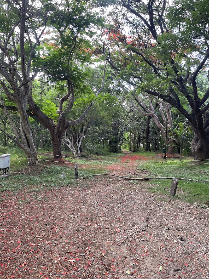 Kabini National Park - Kabini National Park Nissana Beltur, HD Kote, 2774+RQ3 Nagarahole Tiger Reserve, Taluk, Karapura, Antharasanthe, Karnataka 571114, India