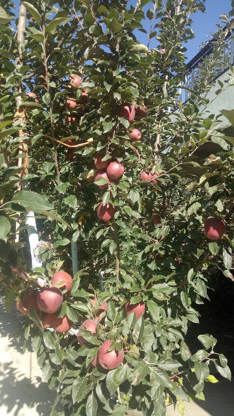 Krishana apple orchards - Krishana apple orchards, 35X9+MQ3, Nathan, Himachal Pradesh 175130, India