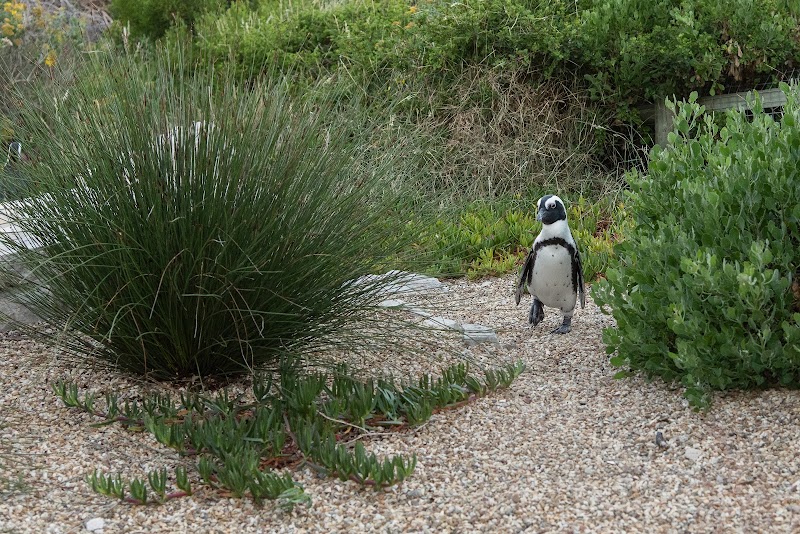 Penguin Walk - Penguin Walk, 4272 Crassula Cres, Betty's Bay, 7141, South Africa