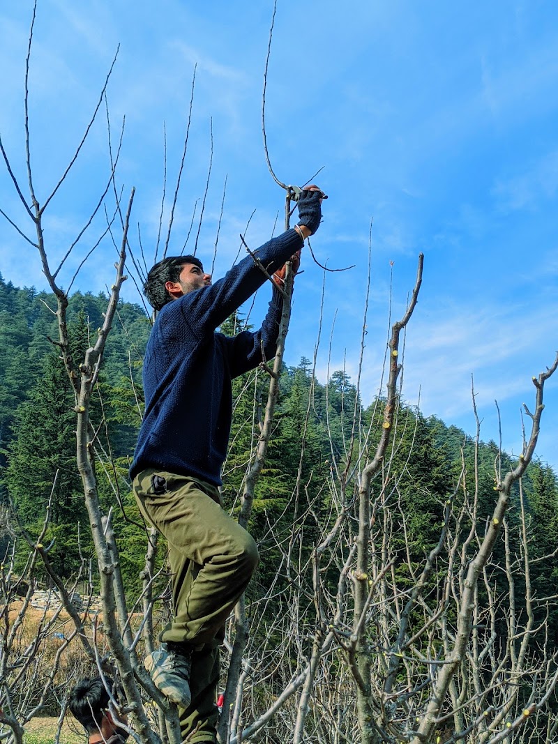 Skyline Orchards - Skyline Orchards, Q88R+CF, Sarahan, Manyashi, Himachal Pradesh 175134, India