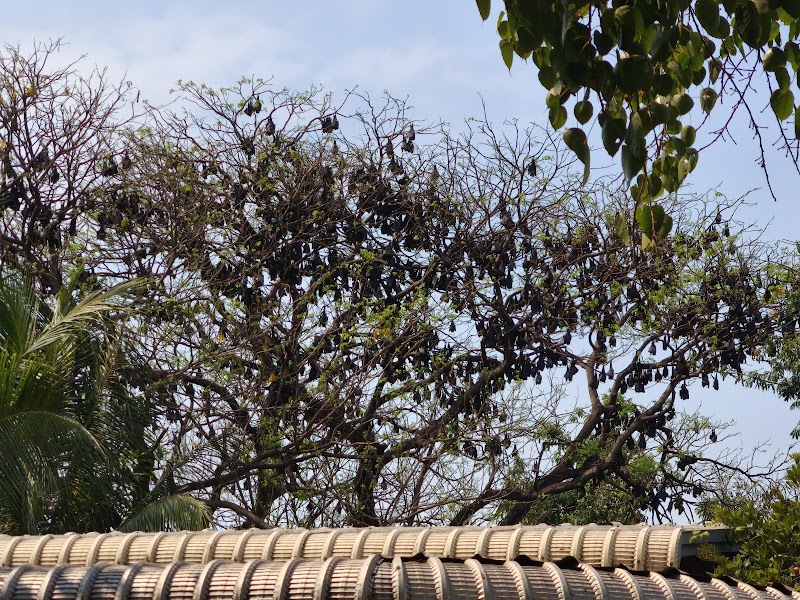 ក្រមុំជ្រឹងវត្តបាយដំរាំ - ក្រមុំជ្រឹងវត្តបាយដំរាំ, Phum Anlong Thmâr, Cambodia