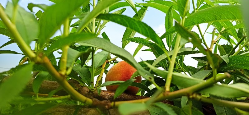 Vườn Đào Phương Bắc - Vườn Đào Phương Bắc, 374 Đ. Âu Cơ, Hồng Hà, Hà Nội 100000, Vietnam