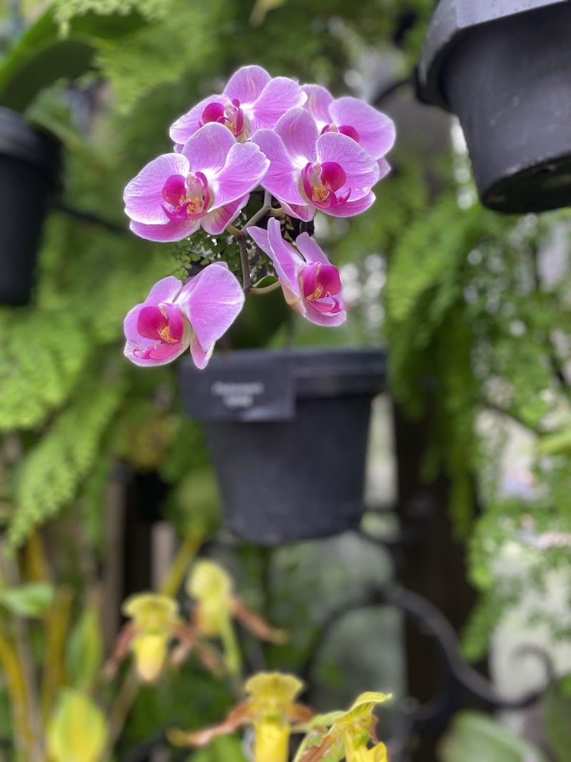 Orchid House - Orchid House Kennett Square, PA 19348, USA