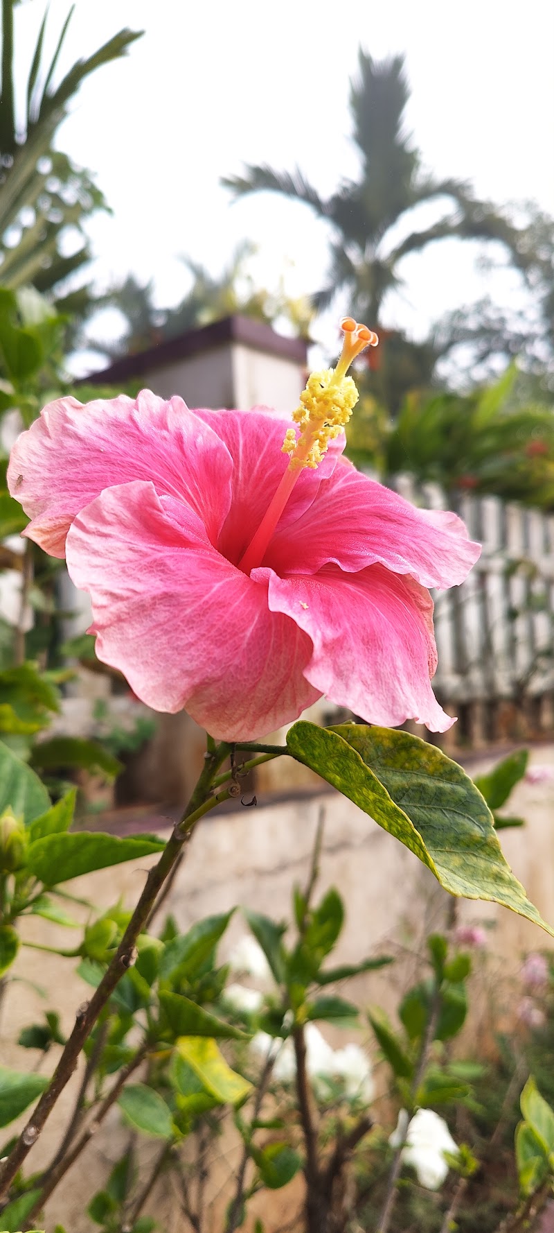 Beladingallu (Nammamane) Homestay - Beladingallu (Nammamane) Homestay, Balgal, Samse, Kalasa, Samse, Karnataka 577124, India