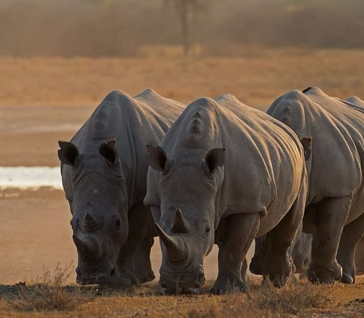 Kaziranga National Park
