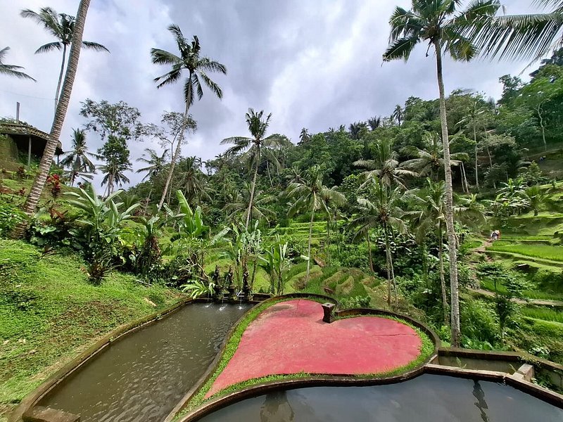 Wide Bali Tours - Wide Bali Tours, Jl. Sindu, Sayan, Kecamatan Ubud, Kabupaten Gianyar, Bali 80571, Indonesia