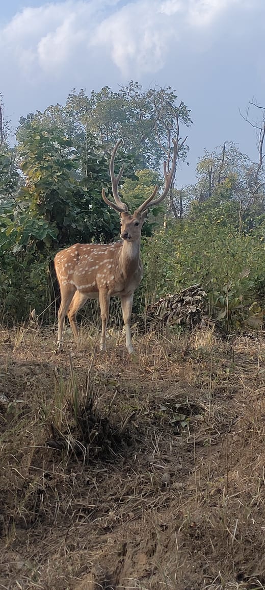 Tarun Corbett - Tarun Corbett tarun bhatt house, Dhela Rd, Ramnagar, Dhela, Uttarakhand 244715, India