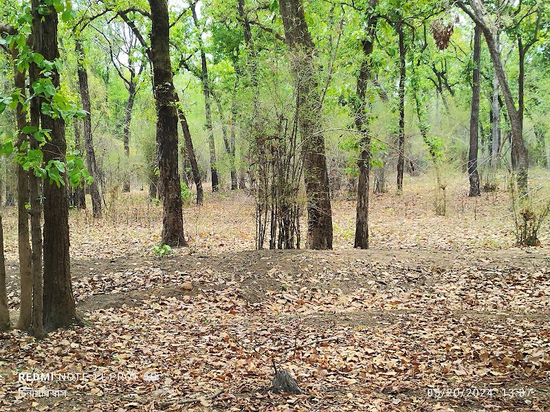 Panpatha Wildlife Sanctuary - Panpatha Wildlife Sanctuary, V245+RMG, SH10, Panpatha, Madhya Pradesh 484661, India