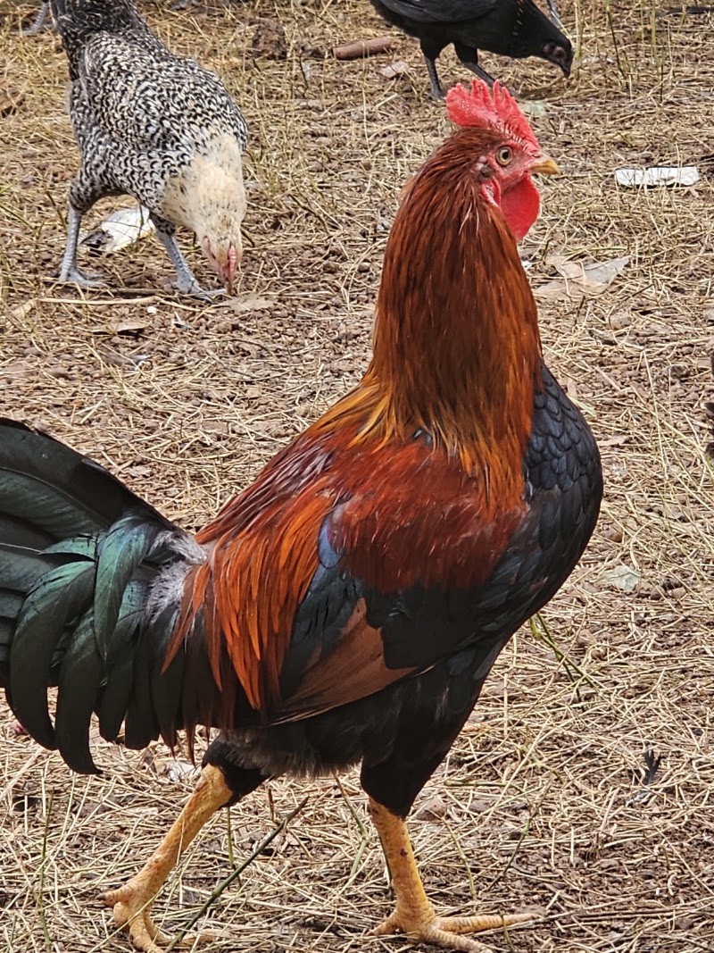 Kukdu ku poultry services pvt Ltd - Kukdu ku poultry services pvt Ltd, Sirsa gate chowk Raipur road Bhilai-3 Dist, Bajrang para, Charoda, Chhattisgarh 490021, India