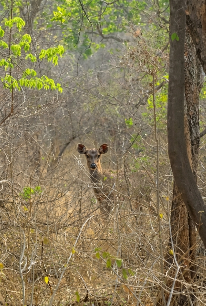 Cauvery Wildlife Sanctuary - Cauvery Wildlife Sanctuary, XMH3+J93, Chamarajanagar, Karnataka 571490, India