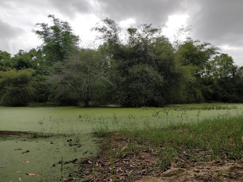 Babasaheb Dr. B R Ambedkar forest Path - Babasaheb Dr. B R Ambedkar forest Path WGQ4+HQ, Mutharayana Nagar, Gnana Bharathi, Bengaluru, Karnataka 560056, India