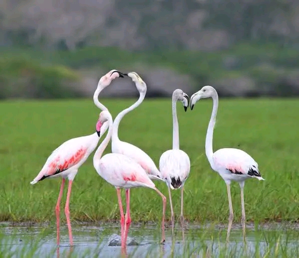 Yala Safari - Ceylon Wild - Yala Safari - Ceylon Wild, Yodhakandiya, Tissamaharama 82600, Sri Lanka