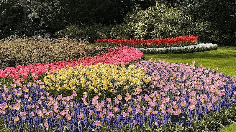 Amsterdam Tulips Tour - Amsterdam Tulips Tour, Oosterdoksstraat 4, 1011 DK Amsterdam, Netherlands