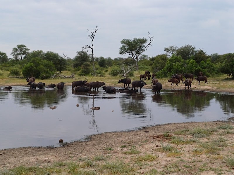 Klaserie Private Nature Reserve - Klaserie Private Nature Reserve, Hoedspruit, 1380, South Africa