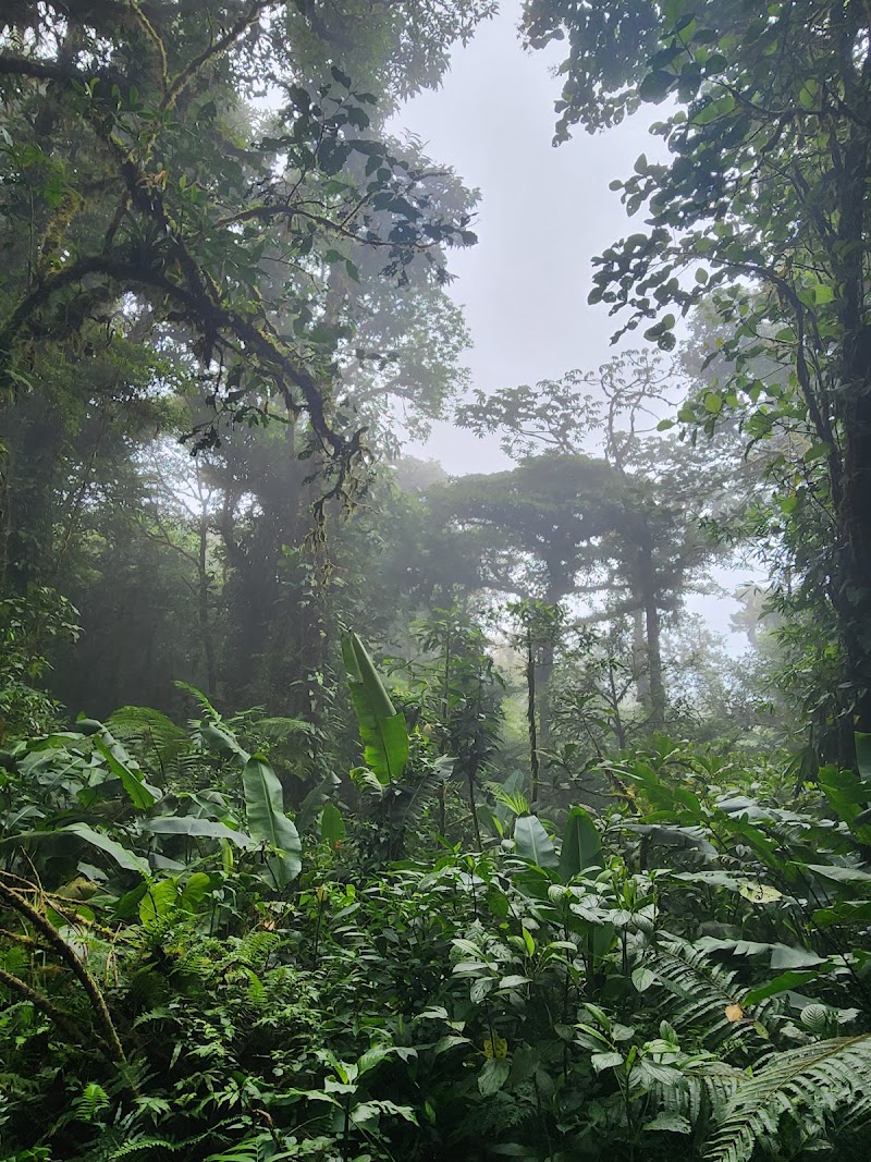 Forest Alive - Forest Alive, Plaza Monteverde, Centro Comercial Local 3, Provincia de Puntarenas, Santa Elena, 61201, Costa Rica