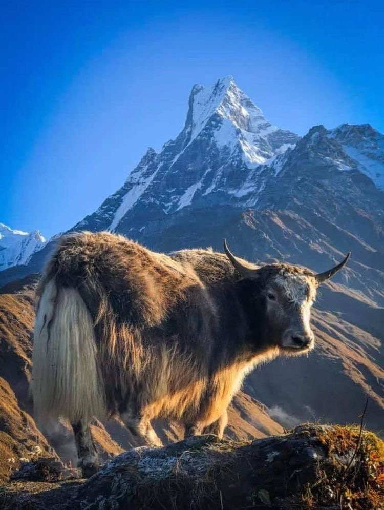 Mardi Himal Trek - Mardi Himal Trek Lwang Ghalel 33700, Nepal