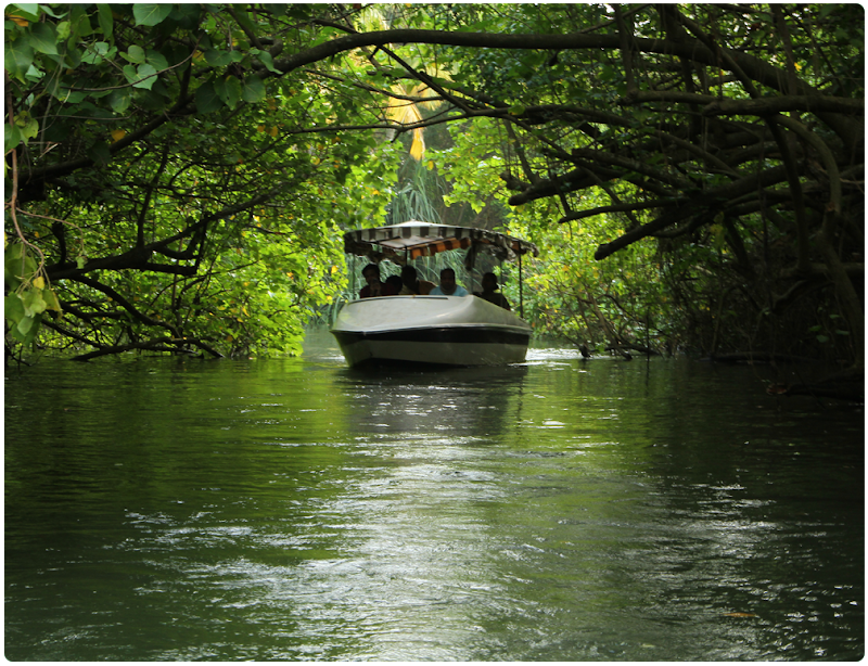 Backwaters in poovar island - Backwaters in poovar island Poovar, Kerala 695026, India