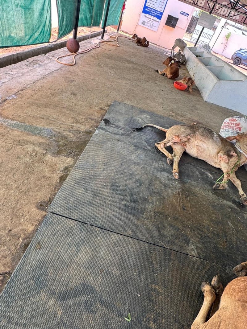 GAU AROGYAM - GAU AROGYAM, Mohara road, bypass, near mohara, Rajnandgaon, Mohara, Chhattisgarh 491441, India