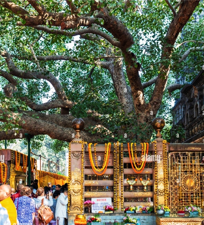 Bodhgaya Bodhi Tree - Bodhgaya Bodhi Tree Mocharim, Bodh Gaya, Bihar 824231, India