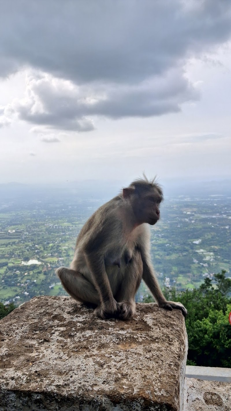 Yelagiri hills - Yelagiri hills HJPM+6QW, Yelagiri, Tamil Nadu 635853, India