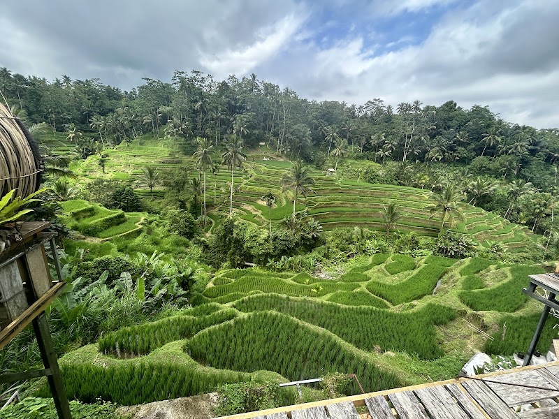 Tegallalang Rice Terrace