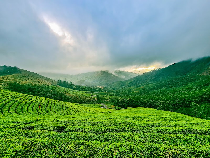 Laxmi Tea Estate - Laxmi Tea Estate, 329X+J3C, Unnamed Road, Kannan Devan Hills, Kerala 685612, India