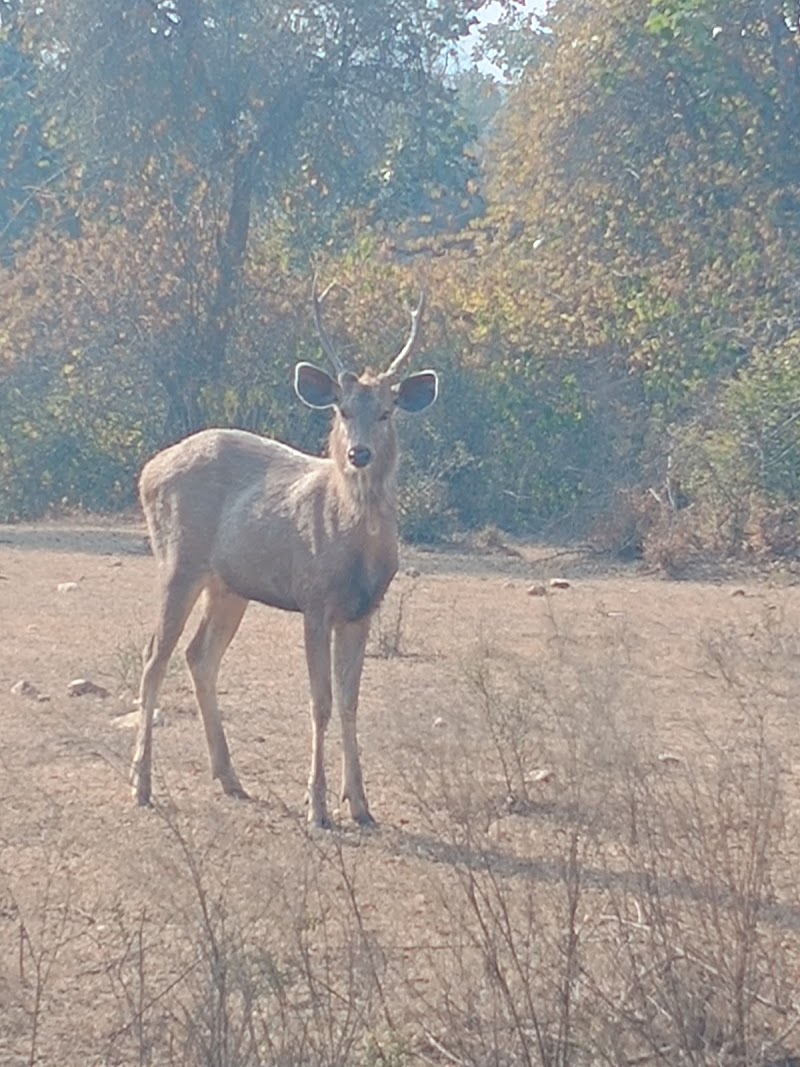 Sariska Tiger Reserve - Sariska Tiger Reserve near Sariska Cafe, opp. Sariska Palace Road, Alwar, Ganeshpura With Rundh Kali Ghati, Rajasthan 301022, India