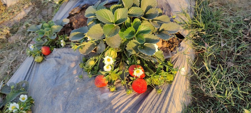 AKS STRAWBERRIES - AKS STRAWBERRIES Village Khaltoo Post Office Karganoo Village Khaltoo Post Office Karganoo, Tehsil, Rajgarh, Dhanach Shayaghat, Himachal Pradesh 173223, India