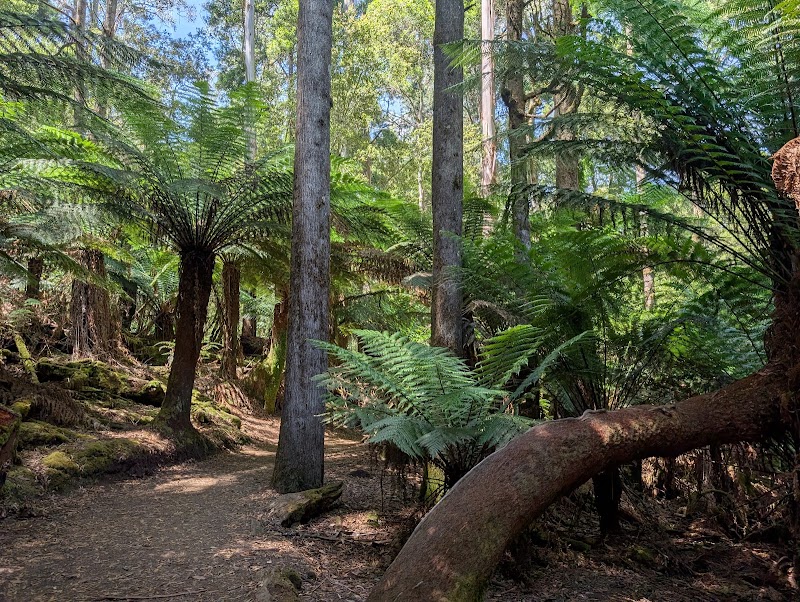 Mount Field Visitor Centre - Mount Field Visitor Centre, 66 Lake Dobson Rd, Mount Field TAS 7140, Australia