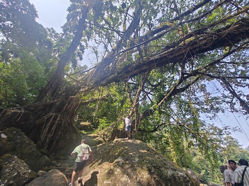 Single living root bridge