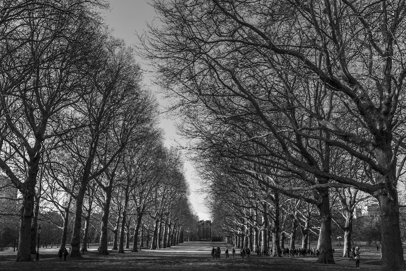 Buckingham Palace Garden - Buckingham Palace Garden Buckingham Palace, Constitution Hill, Spur Rd, London SW1A 1AA, UK