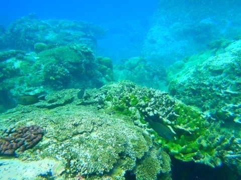 Hòn Tre - Hòn Tre, Nha Trang, Khánh Hòa, Vietnam
