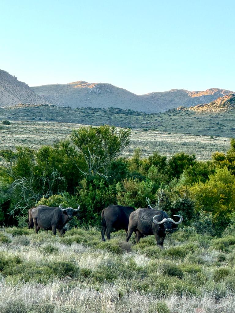 Karoo Safaris - Karoo Safaris, Langkloof Farm, Cradock, 5880, South Africa