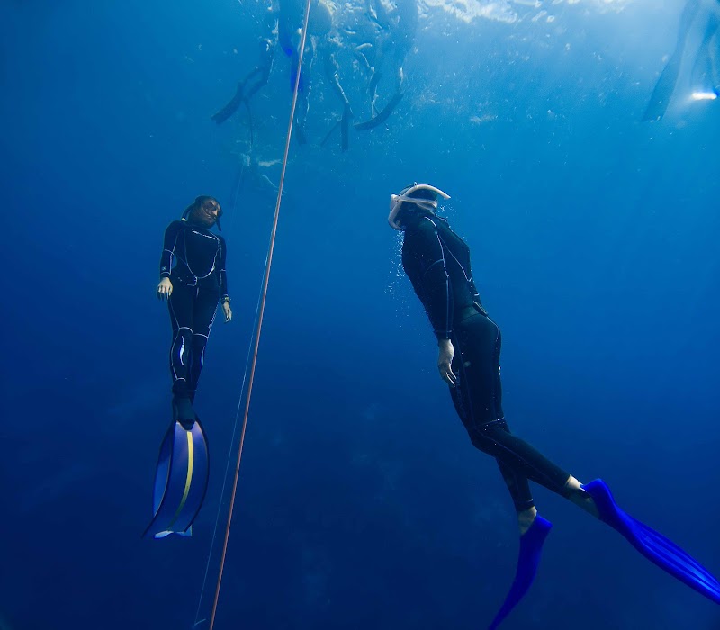 Freediving in Panglao, Bohol | Blue Freedom - Freediving in Panglao, Bohol | Blue Freedom, Relax Divers Resort Purok 5B, Tangnan, Panglao, 6339 Bohol, Philippines