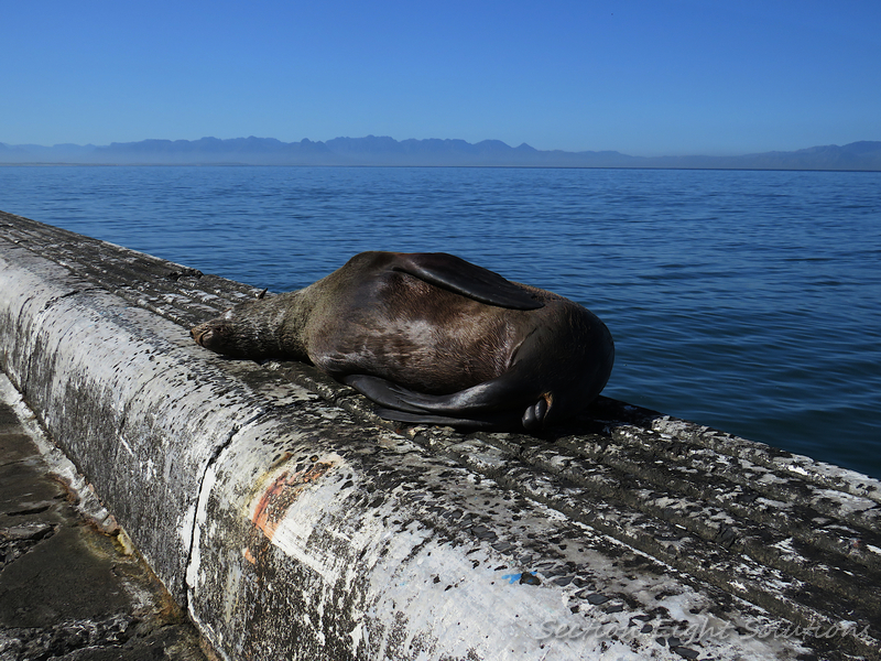 Kalk Bay - Kalk Bay, Cape Town, 7990, South Africa