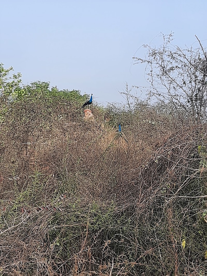 Nursery Biodiversity Park Nathu Pur - Nursery Biodiversity Park Nathu Pur Aravali Biodiversity park, Nathupur, Sector 24, Gurugram, Haryana 122002, India