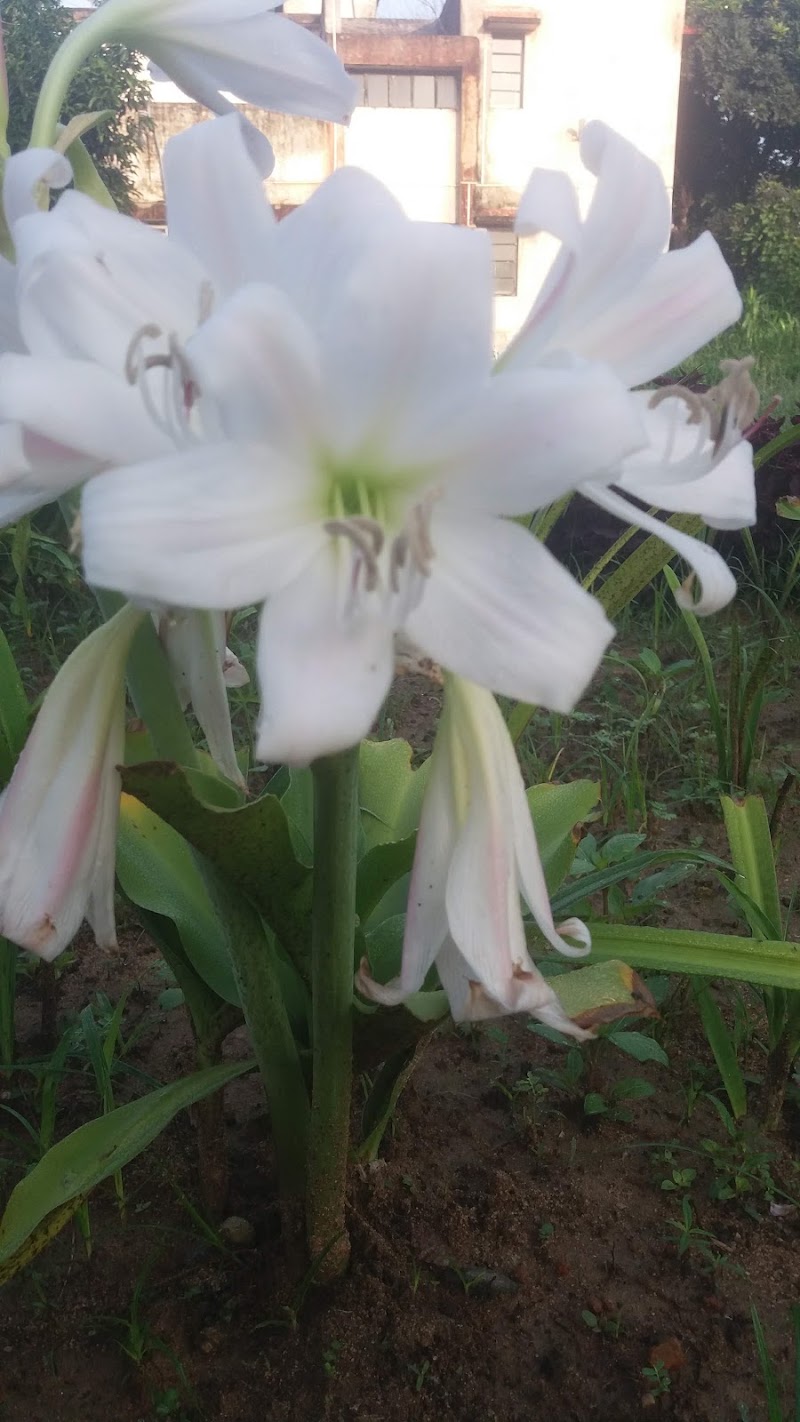 Pragati Nagar Park - Pragati Nagar Park, p.n park, Pragati Nagar, Beltikri, Chhattisgarh 495452, India