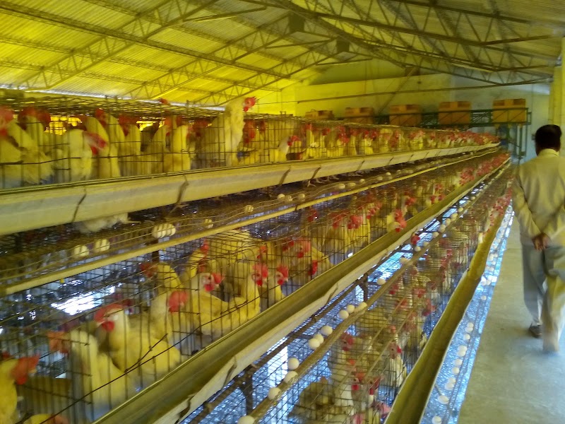 Venkatrama Poultries Limited HO office - Venkatrama Poultries Limited HO office, Raipur, Chhattisgarh 493114, India