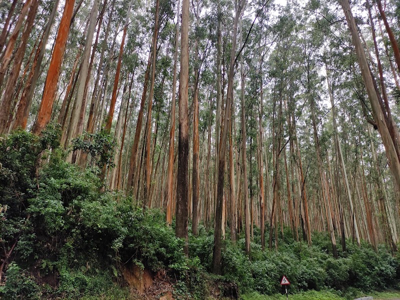 Shooting Spot | Pine Forest