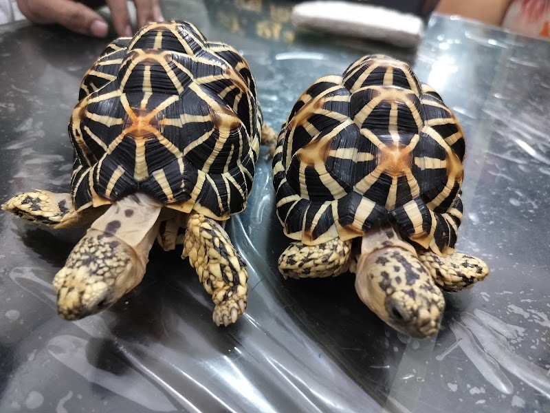 Petsvet animal hospital - Petsvet animal hospital A market, 23 A, Zonal Market, Sector 10, Bhilai, Chhattisgarh 490006, India