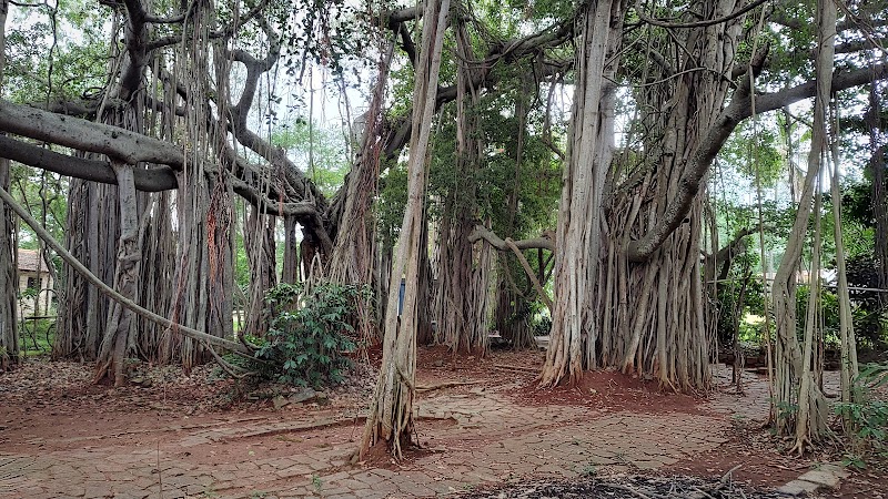 The Roerich and Devikarani Estate, Aagara Grama Panchayath - The Roerich and Devikarani Estate, Aagara Grama Panchayath, RGWC+94P, Tatguni, Badamanavarathekaval, Karnataka 560109, India