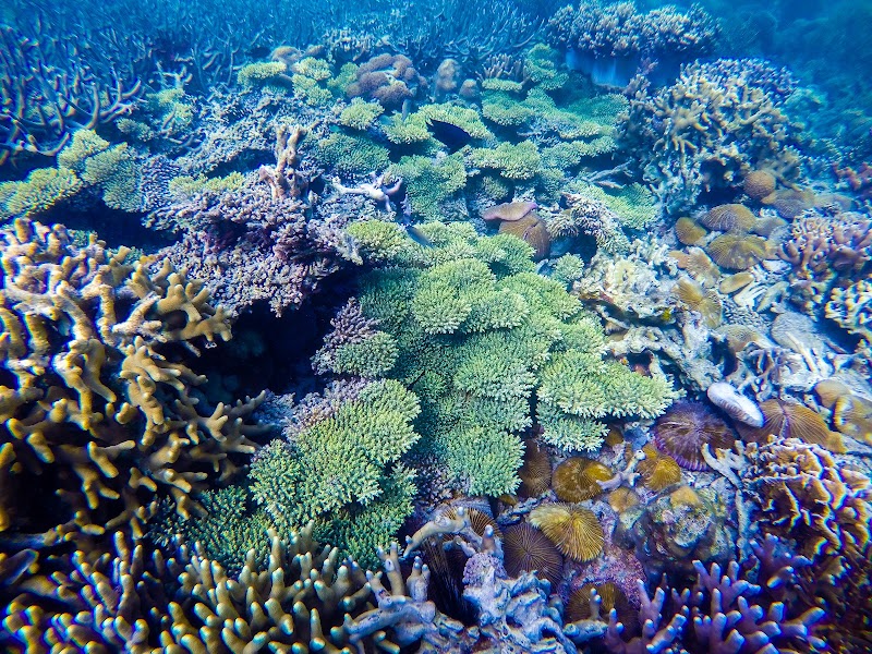 Smith Coral Garden - Smith Coral Garden Coron, Philippines
