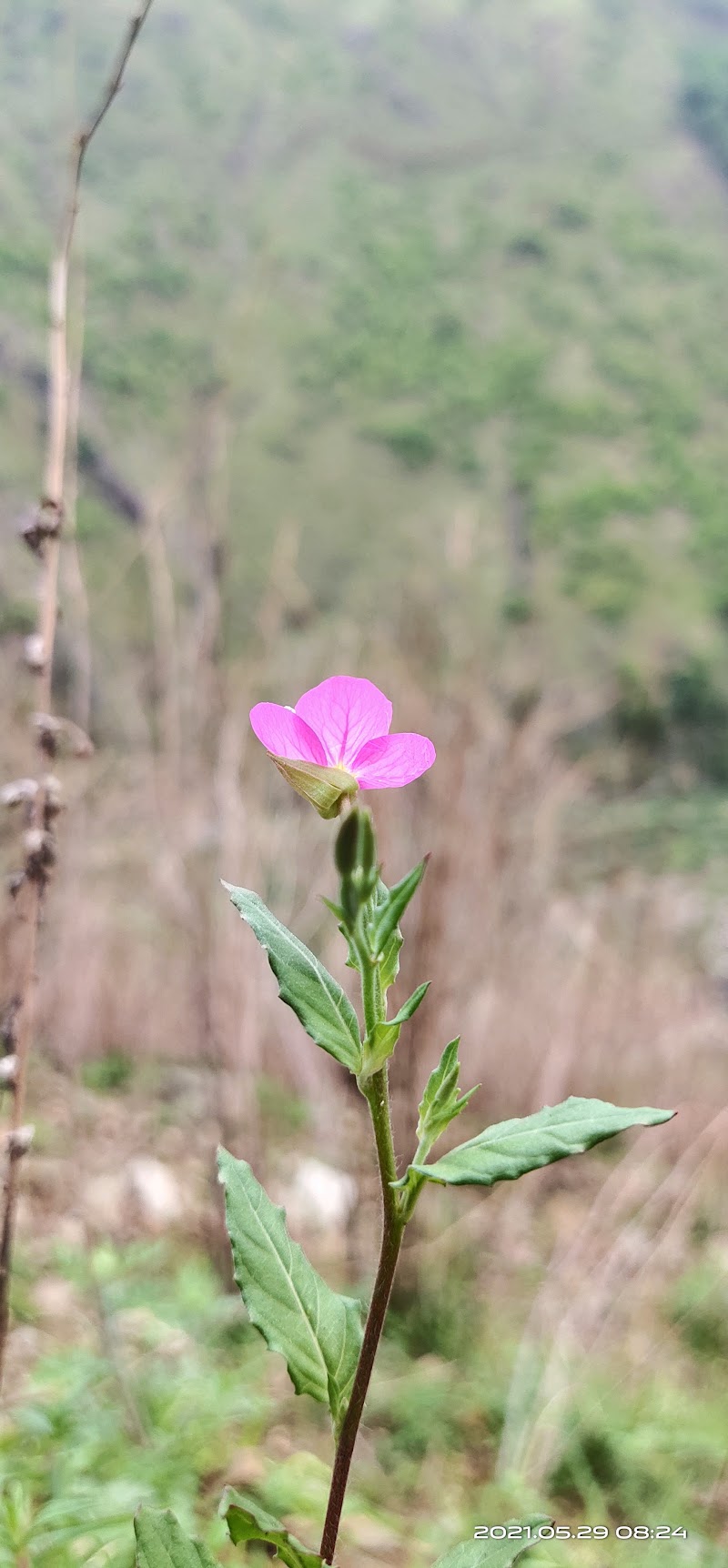 Village- tali - Village- tali, XWGF+F35, Gaddari, Uttarakhand 246169, India