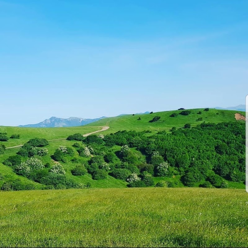 جنگل فندقلو - جنگل فندقلو، Iran